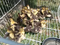 Ducks — الصورة 4