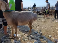Vædder, Arashan sheep — foto 6