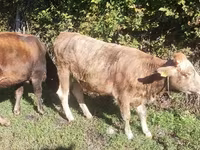 Kuh, Simmental cattle — Foto 3