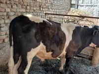 황소, Russian Black pied cattle — 사진 2