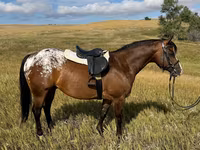 ม้าตัวผู้, Horses of Sable Island — รูปภาพ 4