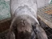 भेड़, भेड़ — फ़ोटो 1