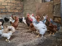 Chickens — 写真 1