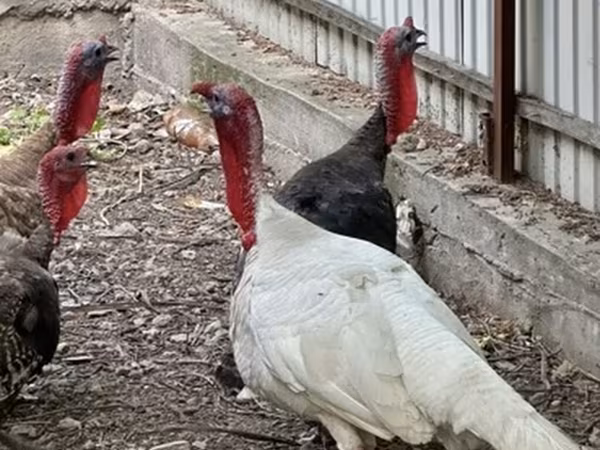 Turkeys — Kyrgyzstan