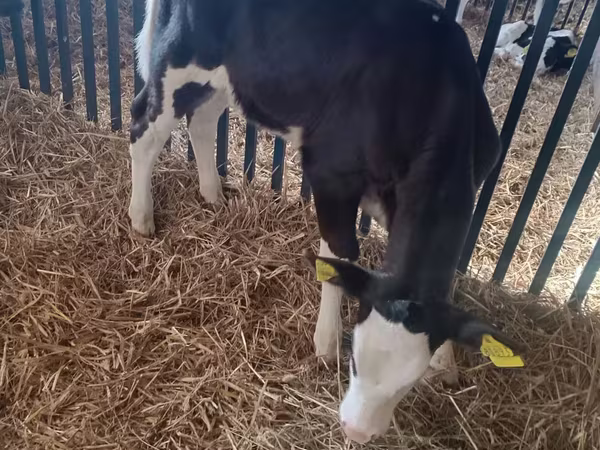 Ko, Aberdeen-Angus