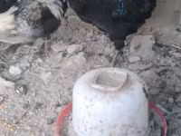 Chickens — zdjęcie 3