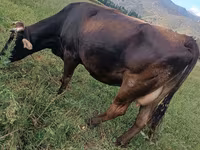 گاو ماده, Swiss cattle — عکس 1