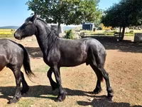 حصان, Friesian — الصورة 6