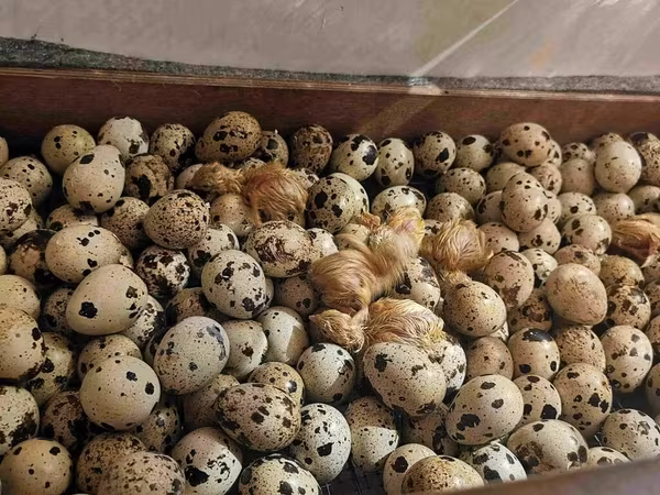 Quails