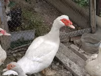 Domestic Muscovy — foto 1