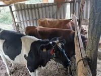 Bou, Russian Black pied cattle — foto 3