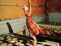 Chickens — foto 3