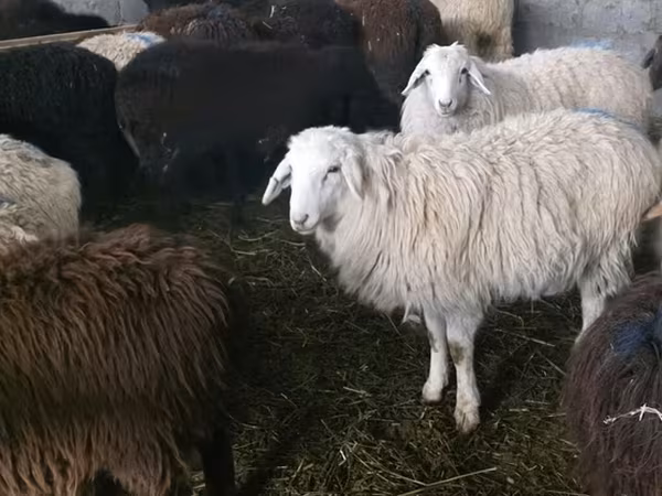 Ram, Sheep — Kyrgyzstan