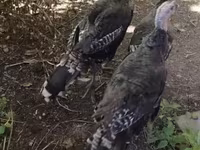 Turkeys — รูปภาพ 2