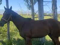 Kobyła, Arabian horse — zdjęcie 2
