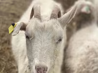 Keçi, Saanen goat — foto 2