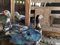 Ducks — foto 1