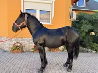 ცხენი, Hungarian horse breed — ფოტო 6
