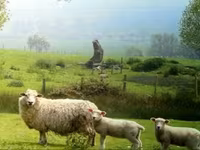Får, Romanov sheep — foto 8