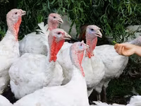 Turkeys — Foto 1
