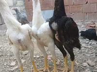 Chickens — foto 8