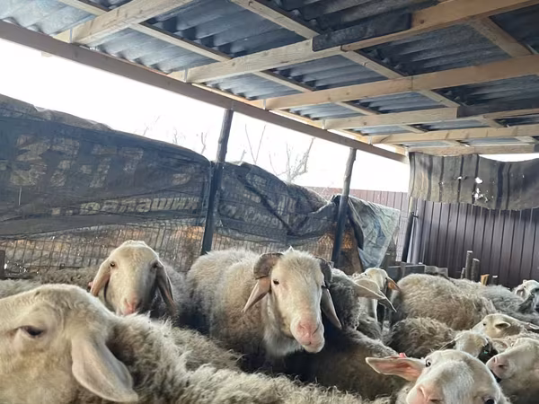 Sheep, Sheep — Moldova
