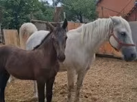 Mare, Horses — photo 3