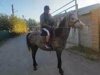 Kůň, Koně — foto 7