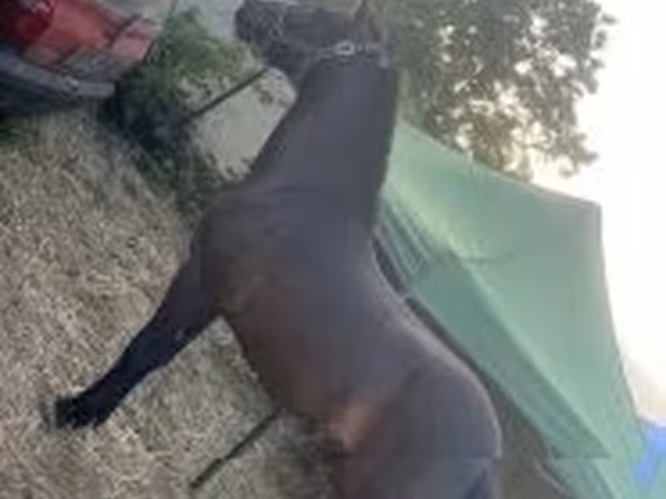 Caballo, Caballos