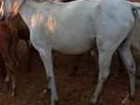 مادیان, اسب — عکس 4