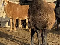 Qoʻy, Edilbay sheep — 1-rasm