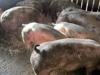 Schweine (Partie, Geschlecht nicht angegeben), Schweine — Foto 1