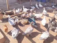 Ducks — fotografija 1