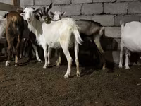 Capra, Saanen goat — foto 1