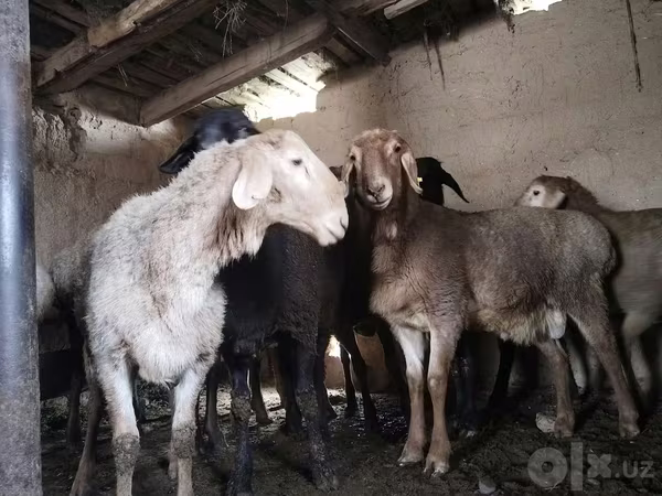 Ovce (šarže, pohlaví neuvedeno), Ovce — Uzbekistán