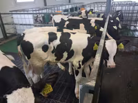 Býk, Russian Black pied cattle — foto 2