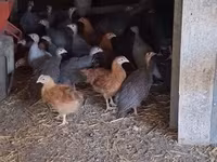 Guinea fowl — 3. fotó