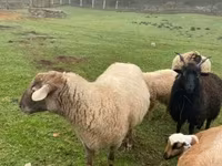 Baran, Merino sheep — zdjęcie 2