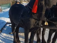 اسب نر, Friesian — عکس 4