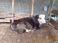 Lembu ternakan (lot, jantina tidak dinyatakan), Cattle — foto 2
