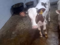 گائے, Simmental cattle — تصویر 1