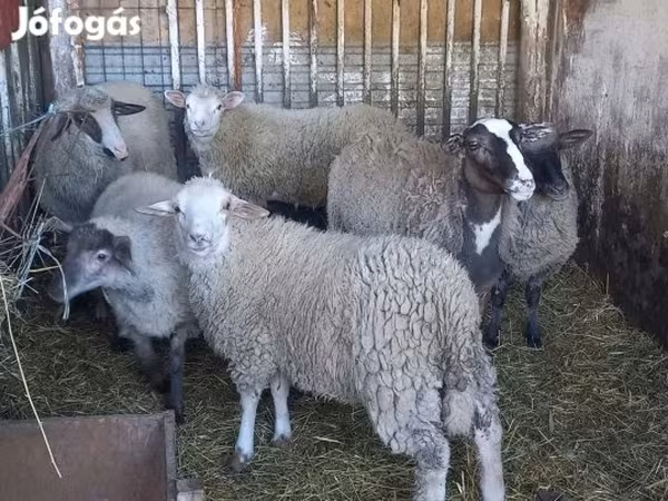 Domba jantan, Sheep