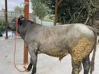 Ցուլ, Բելգիական կապույտ — լուսանկար 2