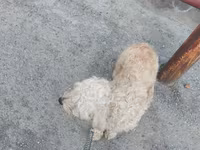 Kiçik ölçülü, qıvırcıq tüklü it üçün gəzinti kəməri və kaman komplekti — عکس 3