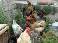 Chickens — تصویر 5