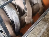 Խոյ, Arashan sheep — լուսանկար 5