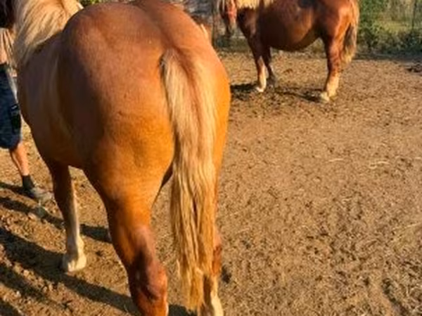 Kobyła, Hungarian horse breed