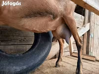 Kambing betina, Alpine goat — foto 5