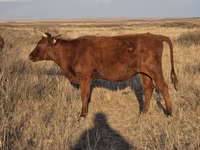 Lo’, Latvian Blue cattle — sawirka 3