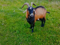 Ямааны ухна, Czech Brown Shorthaired goats — 2 зураг